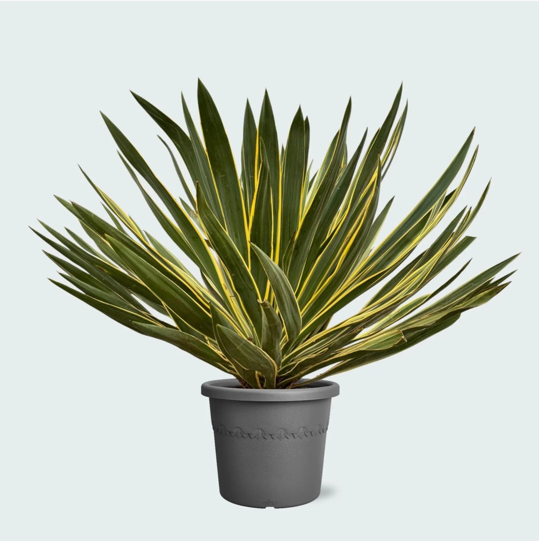 Buitenplanten