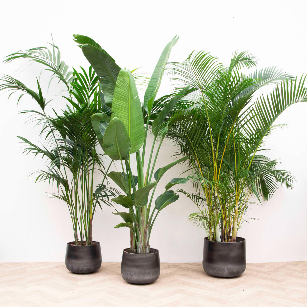Plantenboxen