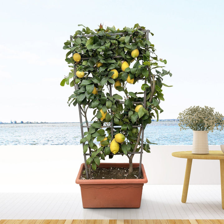 Citrus Citron sur étagère - 160cm - Acheter une plante d'intérieur