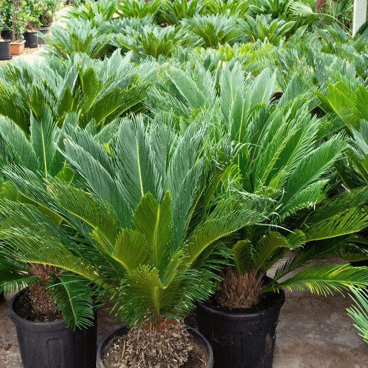 Cycas Revoluta - 80cm - Kamerplant Kopen