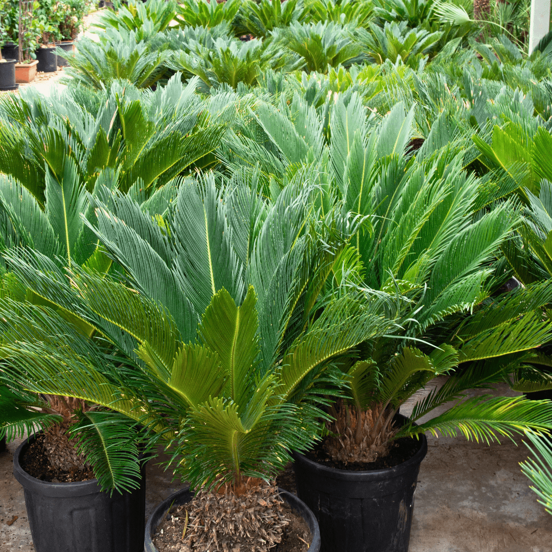 Cycas Revoluta - 130cm - Acheter une plante d'intérieur