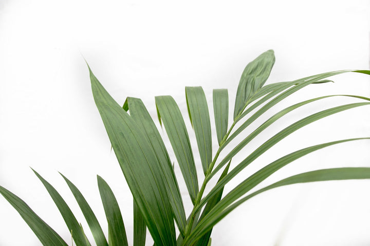 Kentia Palm - 130cm - Kamerplant Kopen