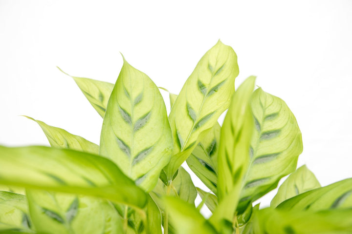 Calathea Leopardina - 35cm - Pauwenplant - Kamerplant