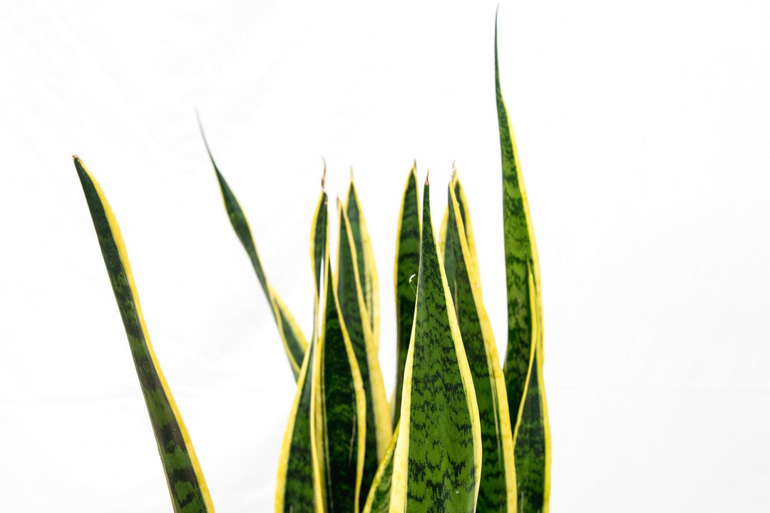 Sansevieria Laurentie - Ø25 - 90cm - Vrouwentong | Koop