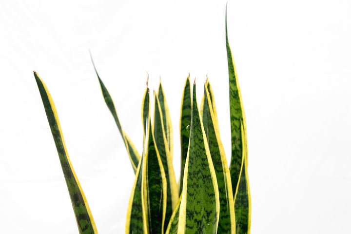Sansevieria Laurentie - Ø25 - 90cm - Vrouwentong | Koop