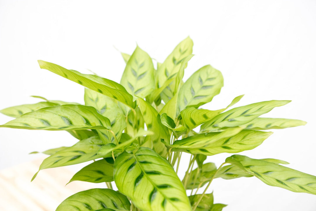 Calathea Leopardina - 35cm - Pauwenplant - Kamerplant