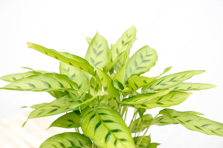 Calathea Leopardina - 35cm - Pauwenplant - Kamerplant