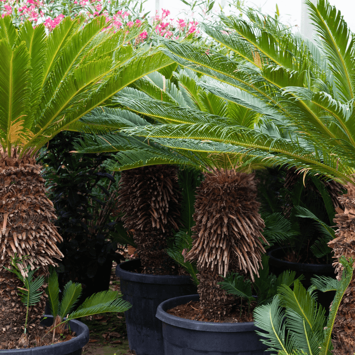 Cycas Revoluta - 180cm - Acheter une plante d'intérieur