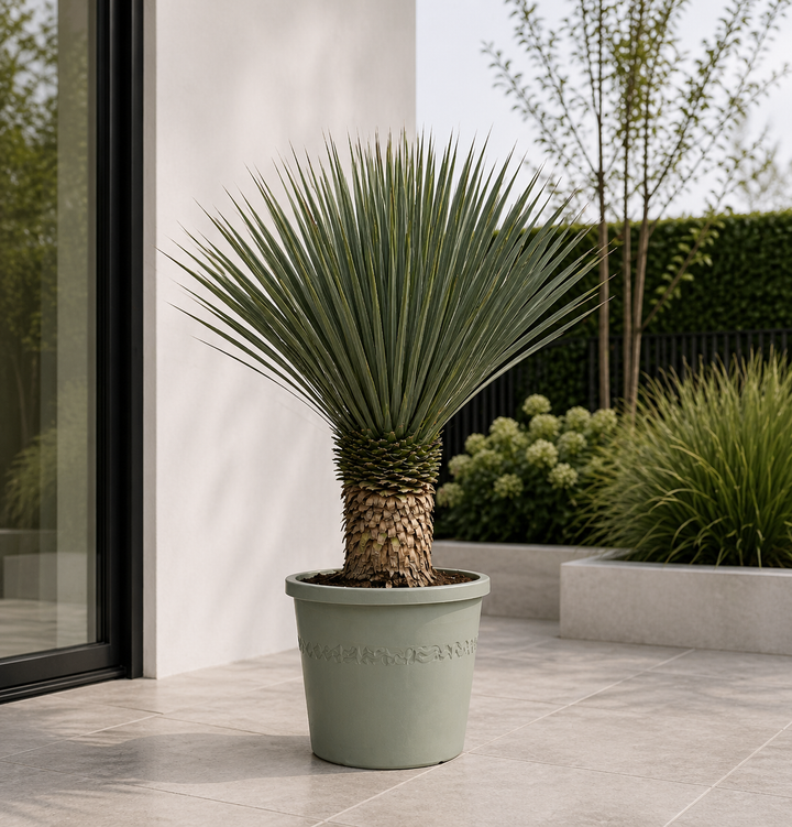 Yucca Rostrata - 100cm- Ø38 - Blauwe Palmlelie Buiten
