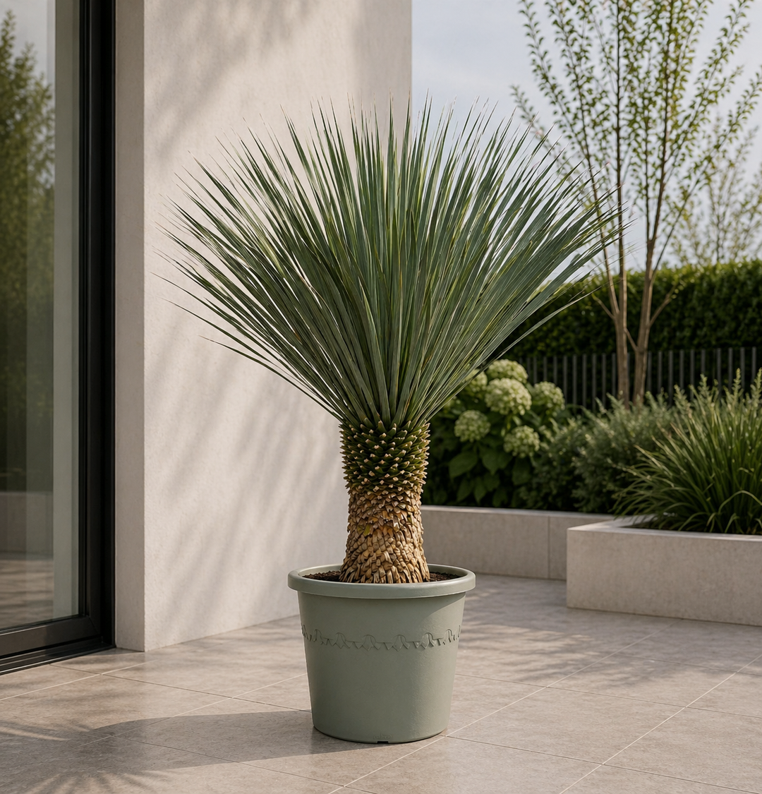 Yucca Rostrata - 160cm - Palmier Yucca Bleu Extérieur