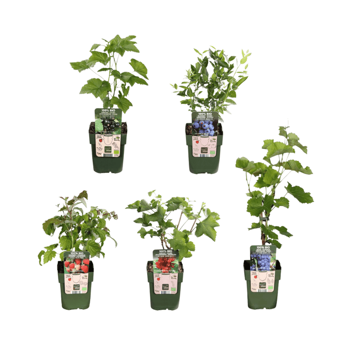 Offre groupée - Oasis de fruits (5 plants de fruits bio mixtes) - 25 cm