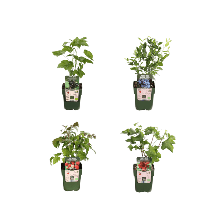 Offre combinée - Paradis fruitier (4x mélange de fruitiers bio) - 25cm