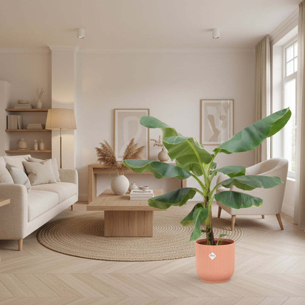 Combi deal - Bananenplant (Musa) Fold Round - 100 cm