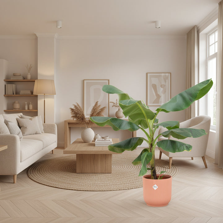 Combi deal - Bananenplant (Musa) Fold Round - 100 cm