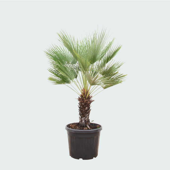 Chamaerops Humilis sur tronc - 170cm - Acheter une plante d'intérieur