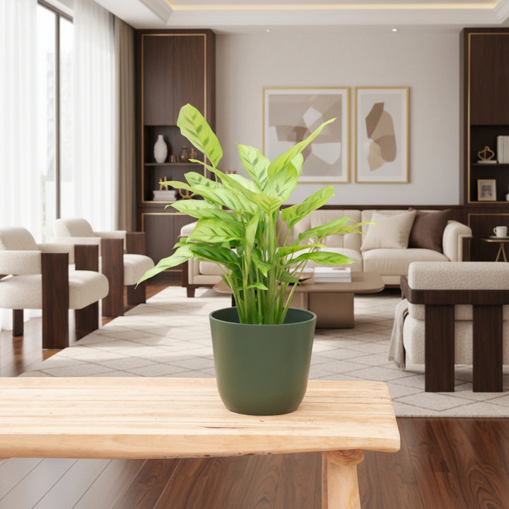 Calathea Leopardina - 35cm - Pauwenplant - Kamerplant