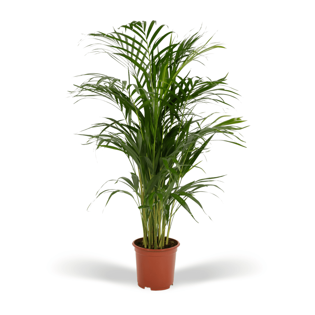 Dypsis Lutescens (Areca palm) - 70cm - Goudpalm | Koop