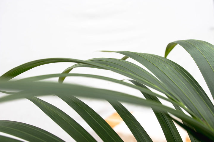 Kentia Palm - 130cm - Kamerplant Kopen