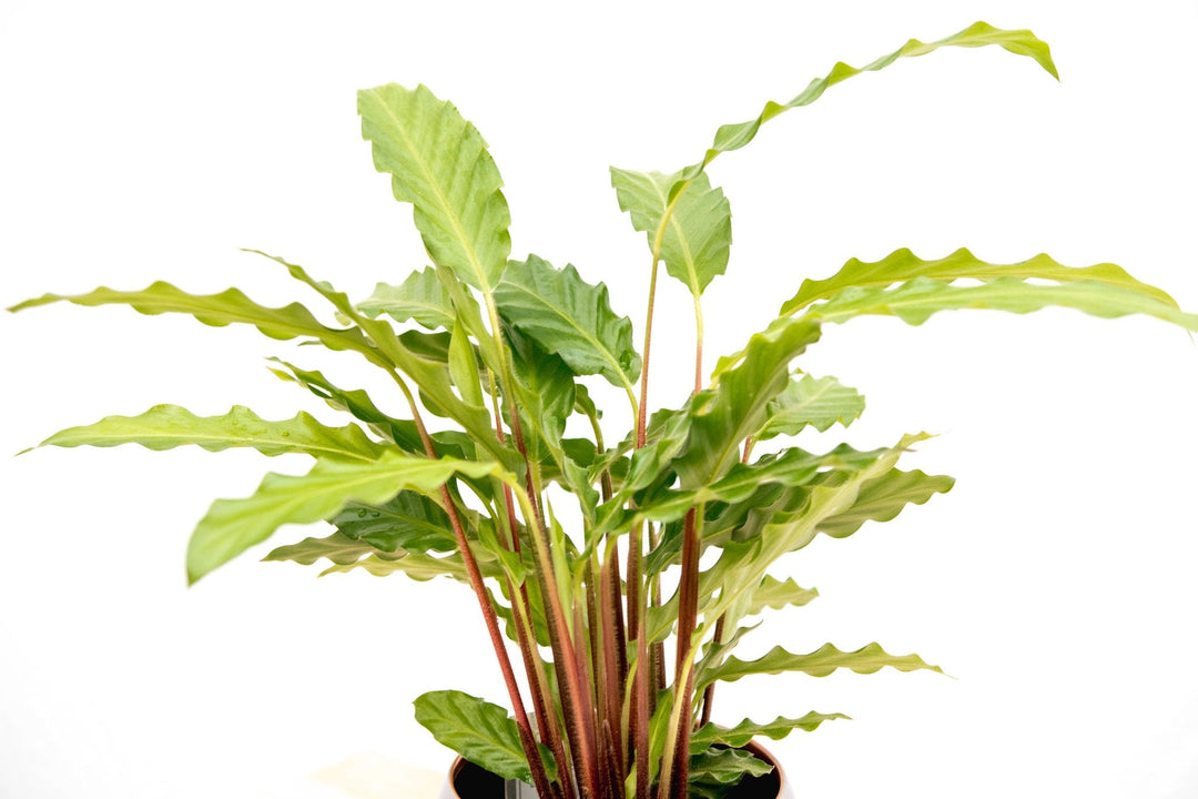 Calathea Bluegrass - 35cm - Pauwenplant - Kamerplant Kopen