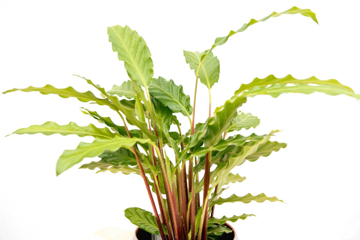 Calathea Bluegrass - 35cm - Pauwenplant - Kamerplant Kopen