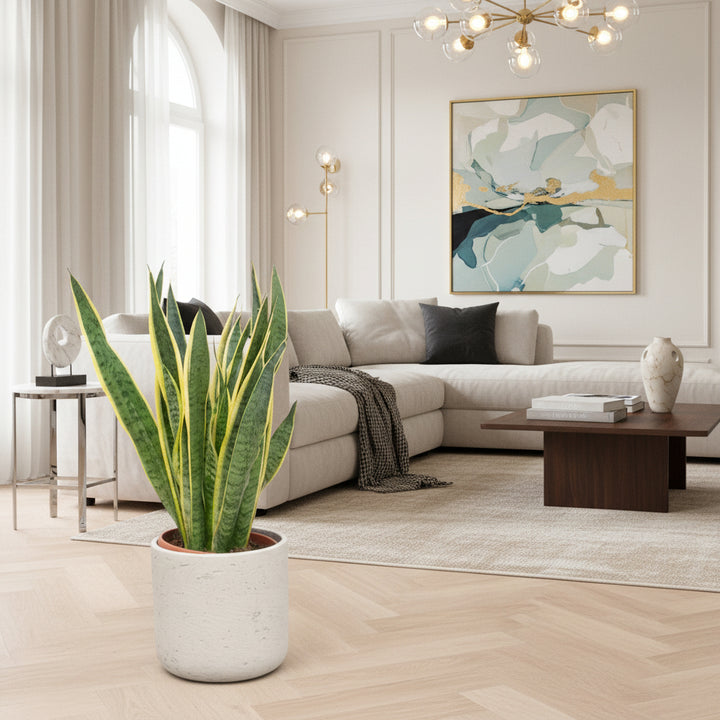 Sansevieria Laurentie - Ø25 - 90cm - Vrouwentong | Koop