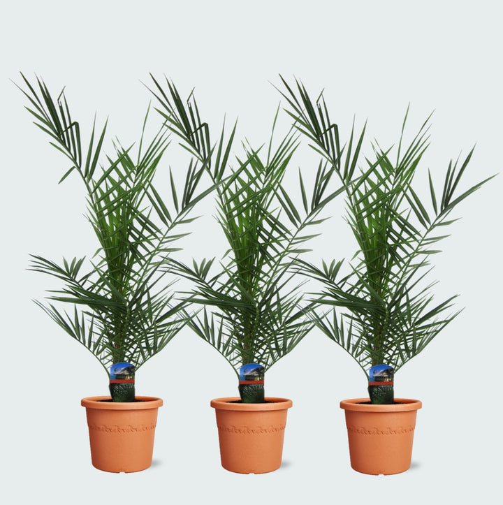 Combideal - 3x Phoenix Canariensis - 80cm - Dadelpalm
