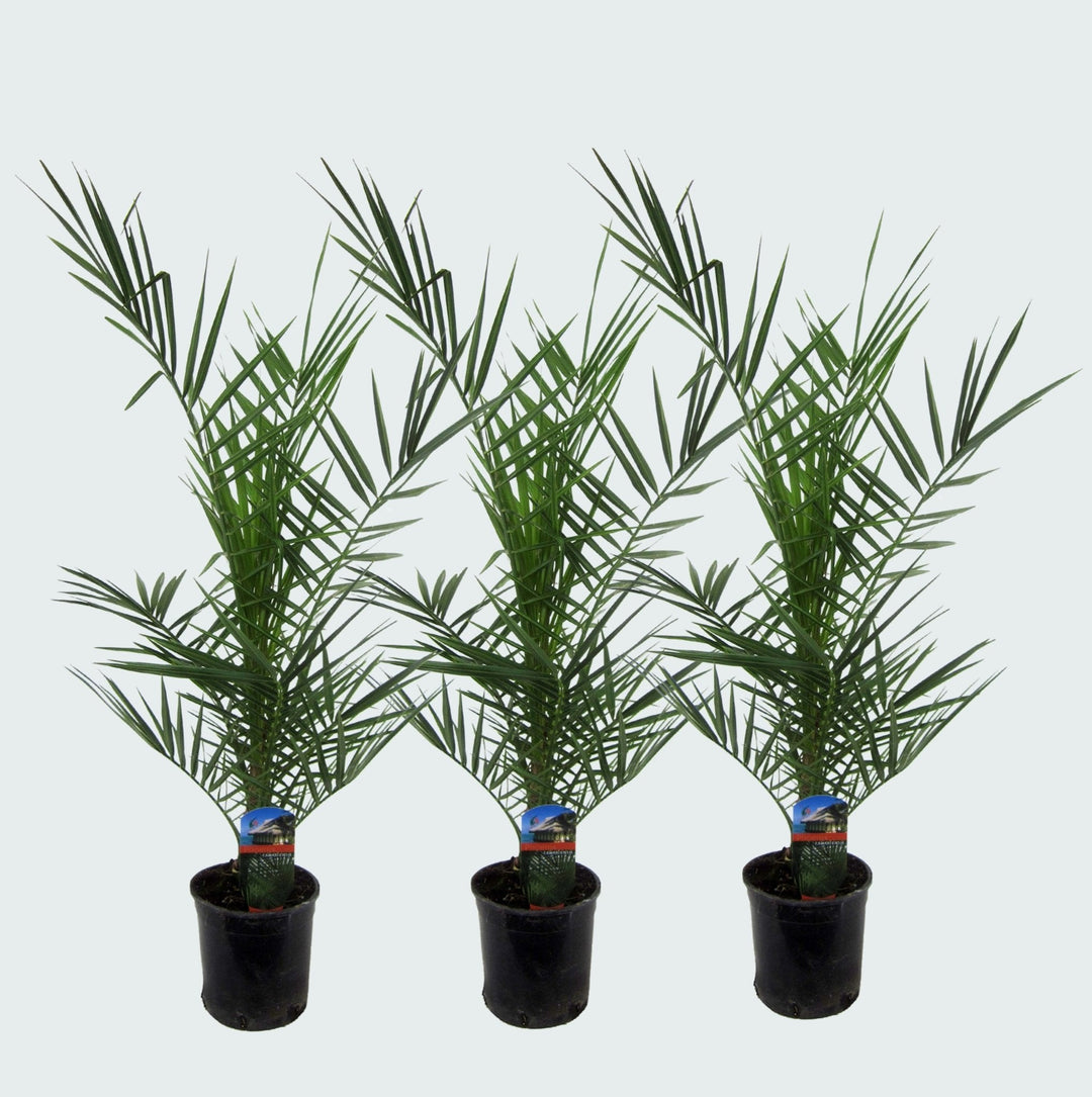 Combideal - 3x Phoenix Canariensis - 80cm - Dadelpalm
