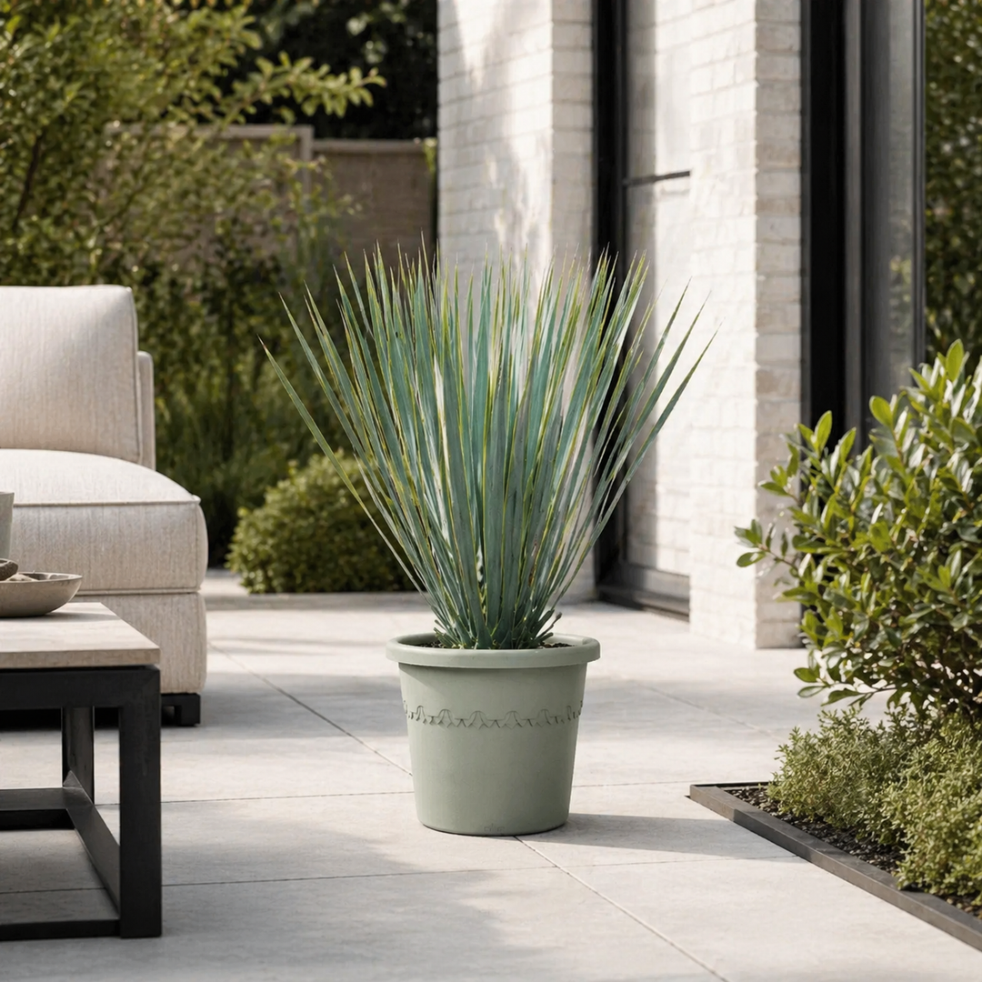 Yucca Rostrata - 60 cm - Blauwe Palmlelie Buiten
