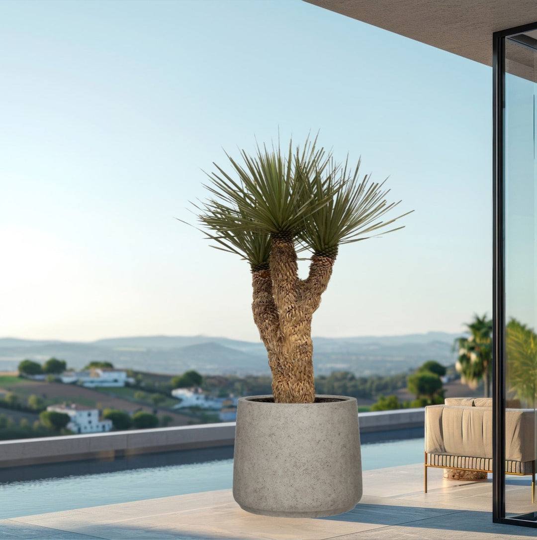 Yucca Rostrata Hidra - 200 cm - Blauwe Palmlelie Buiten