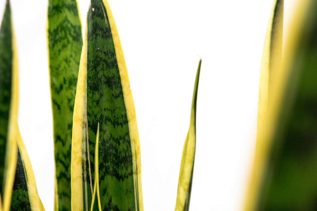 Sansevieria Laurentie - Ø25 - 90cm - Vrouwentong | Koop