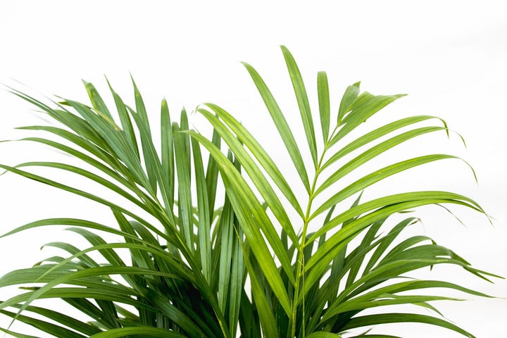 Dypsis Lutescens (Areca palm) - 100cm - Goudpalm | Koop
