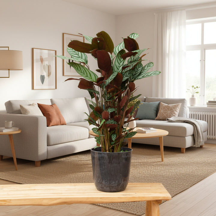 Calathea Compactstar - 90cm - Pauwenplant - Kamerplant
