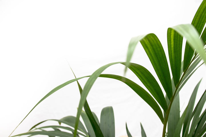 Kentia Palm - 130cm - Kamerplant Kopen