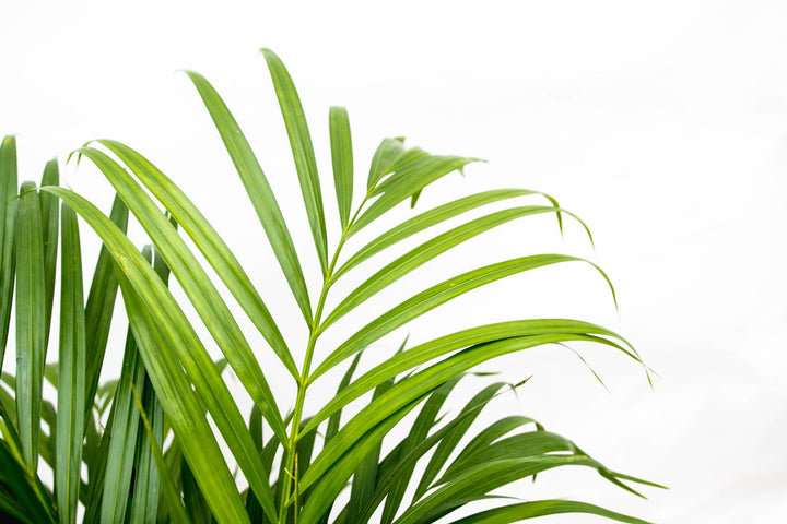 Dypsis Lutescens (Areca palm) - 100cm - Goudpalm | Koop