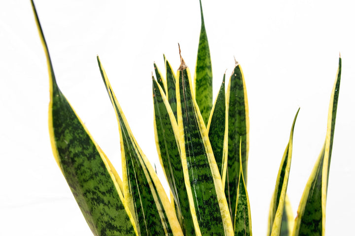 Sansevieria Laurentie - Ø25 - 90cm - Vrouwentong | Koop