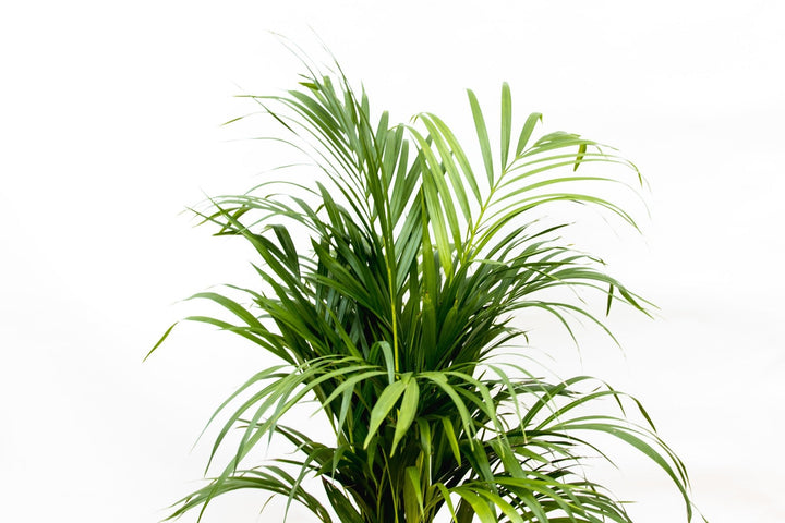 Dypsis Lutescens (Areca palm) - 70cm - Goudpalm | Koop