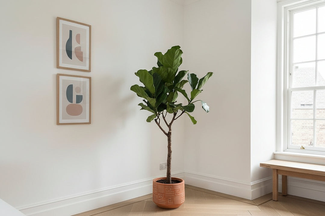 Ficus Lyrata boom XL - 180cm - Vioolbladplant - Kamerplant