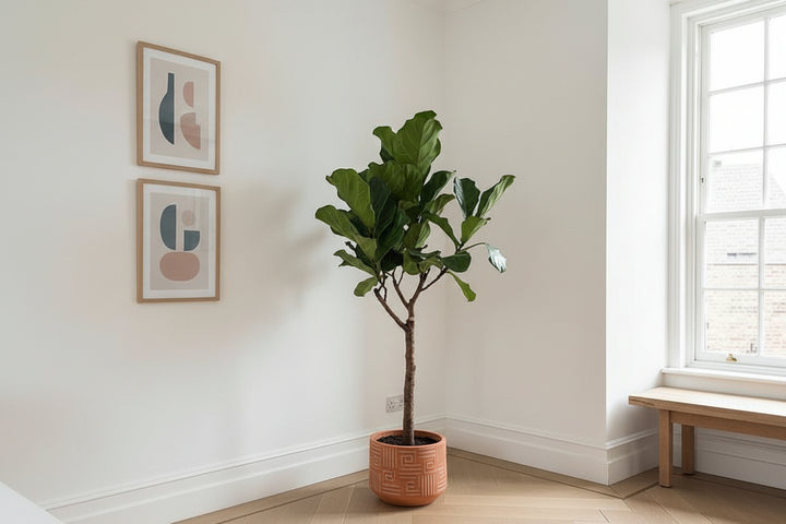 Ficus Lyrata boom XL - 180cm - Vioolbladplant - Kamerplant