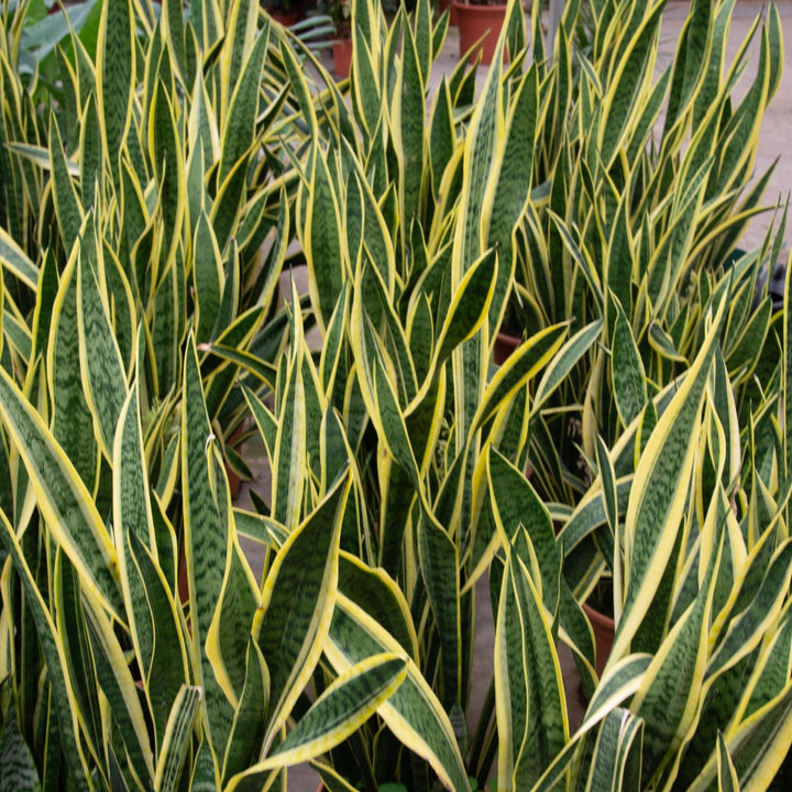 Sansevieria Laurentie - Ø25 - 90cm - Vrouwentong | Koop