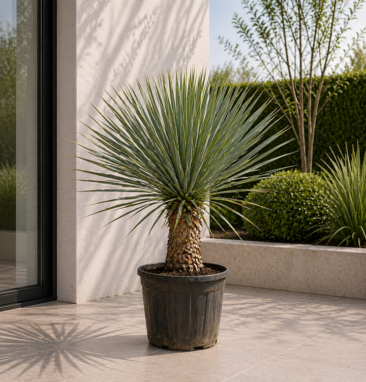 Yucca Rostrata op stam - 70 cm - Ø27 - Blauwe Palmlelie Buiten