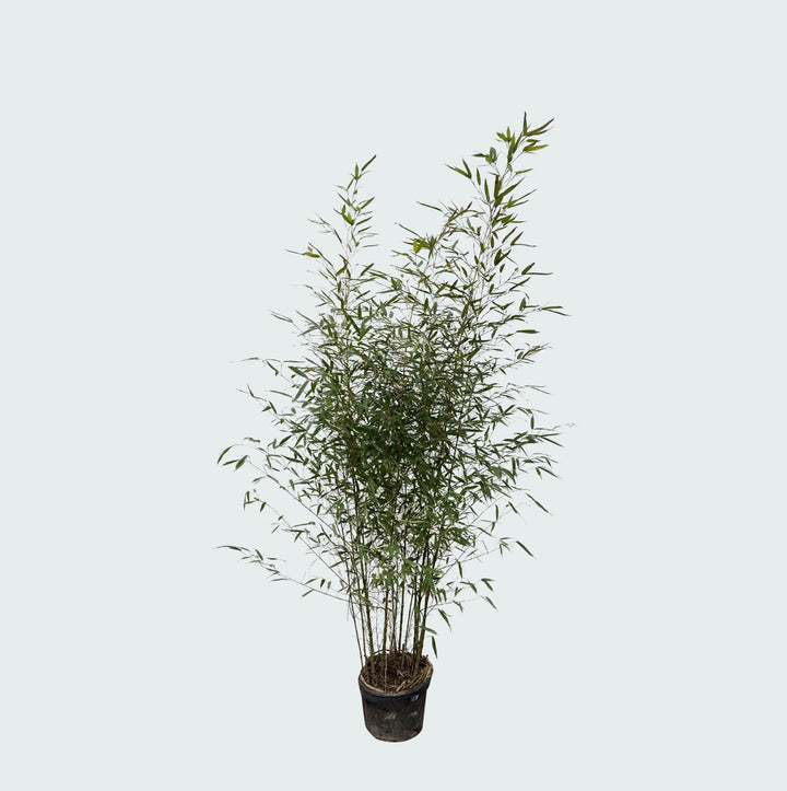 Fragesia bamboe - 220cm - Kamerplant Kopen