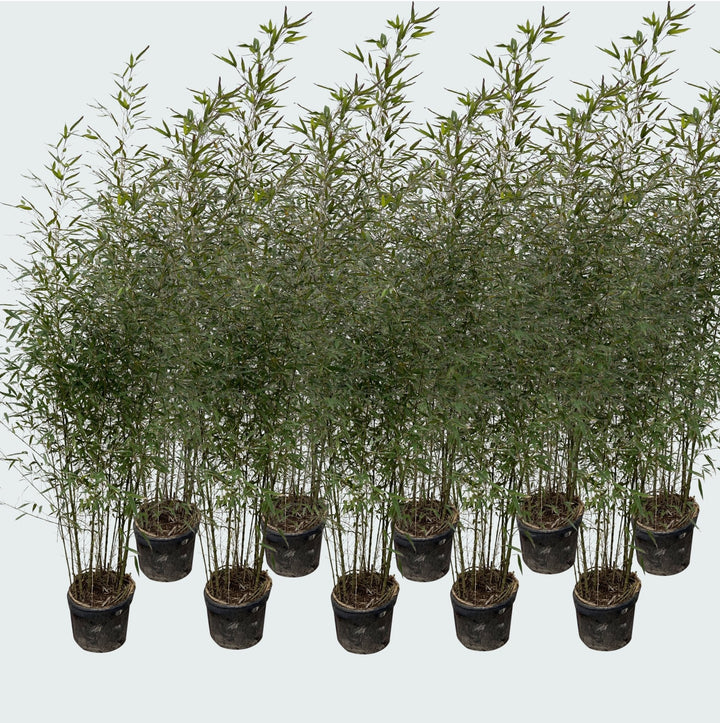 10x Fragesia bamboe - 220cm - Kamerplant Kopen Vaste Plant