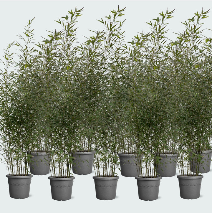 10x Fragesia bamboe - 220cm - Kamerplant Kopen Vaste Plant