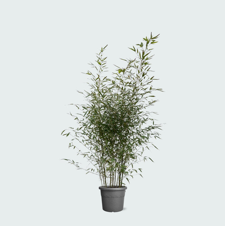 Fragesia bamboe - 220cm - Kamerplant Kopen