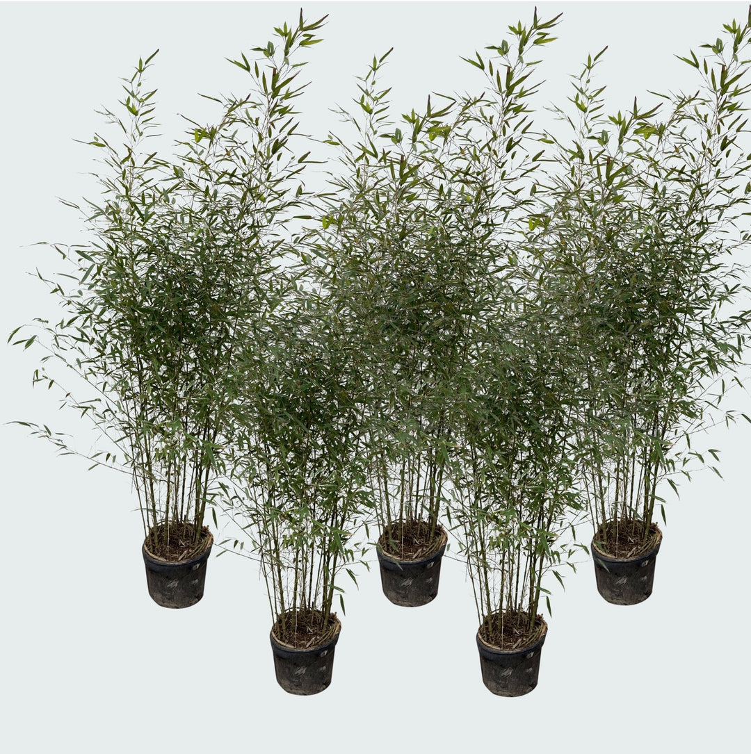 5x Fragesia bamboe - 220cm - Kamerplant Kopen Vaste Plant