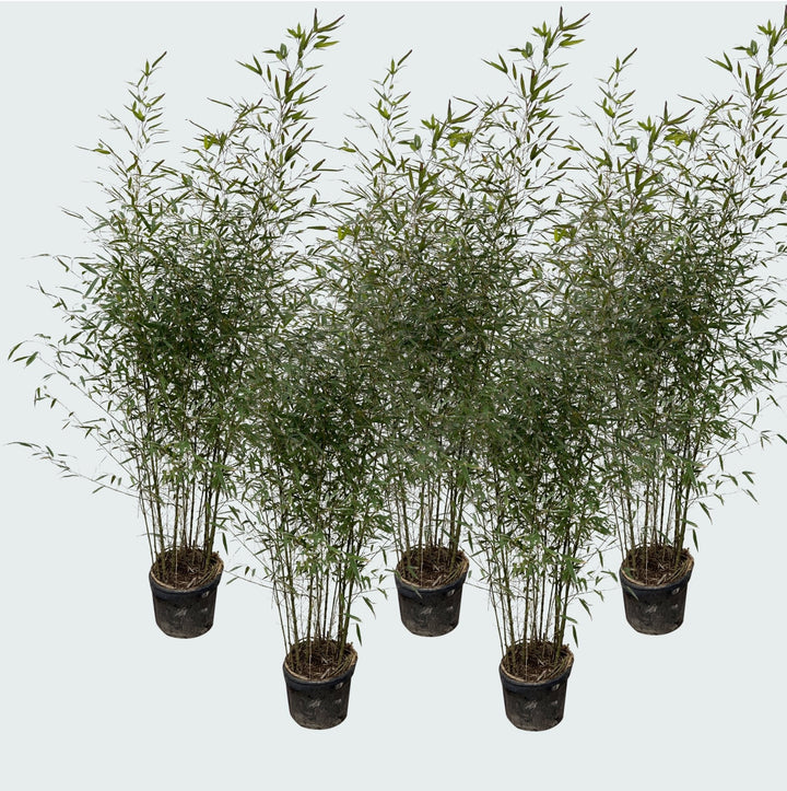 5x Fragesia bamboe - 220cm - Kamerplant Kopen Vaste Plant