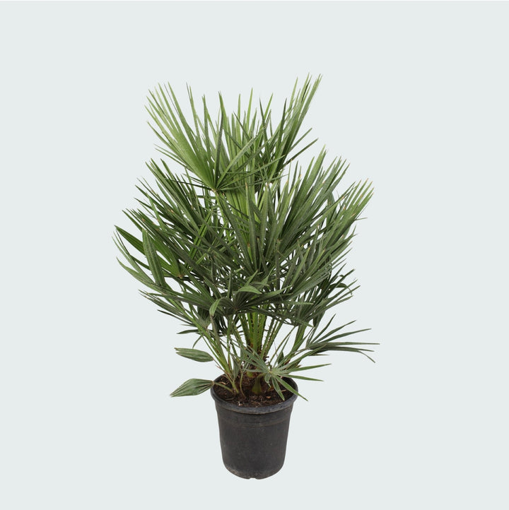 Chamaerops Humilis - 100cm - Kamerplant Kopen