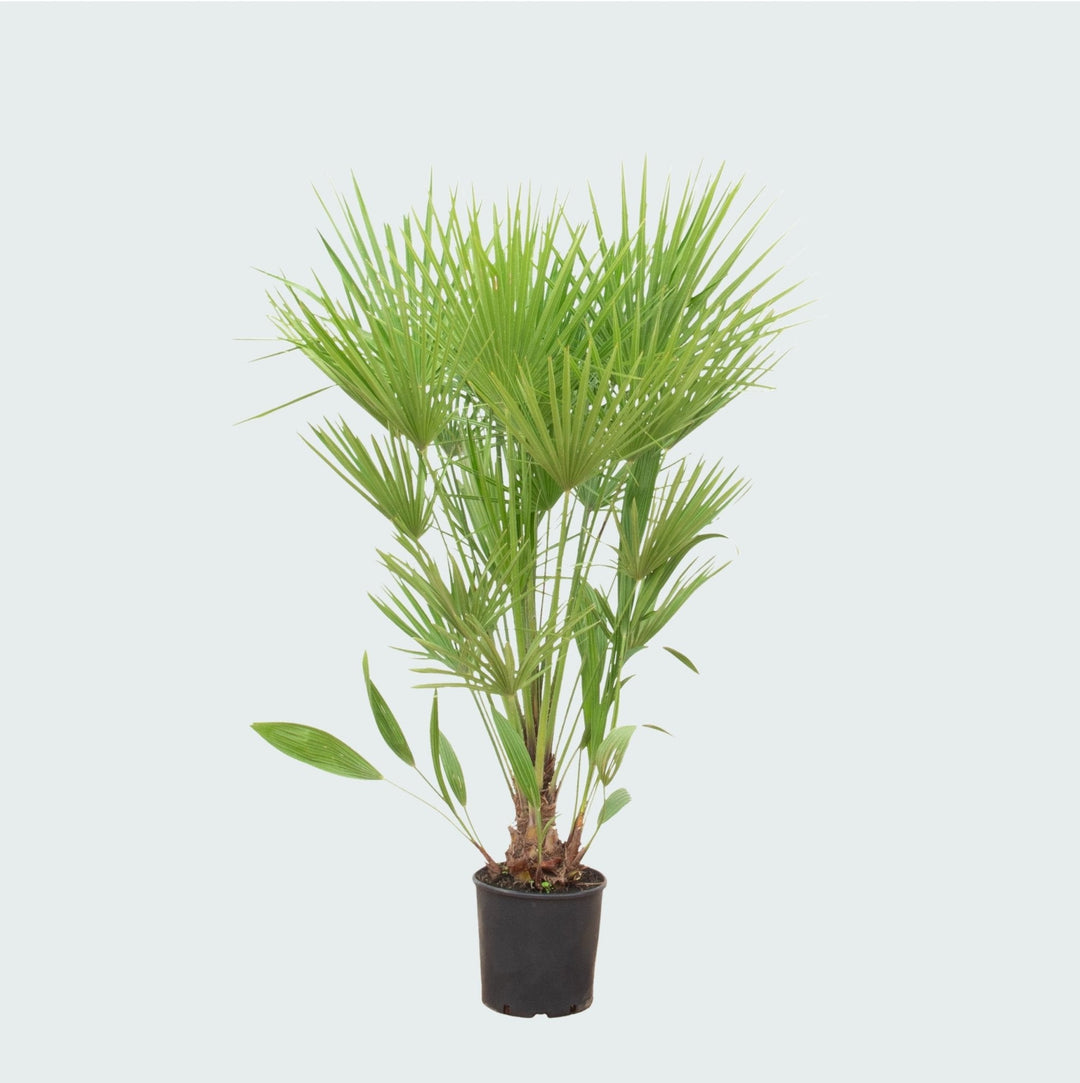 Chamaerops humilis - 170cm - Acheter une plante d'intérieur
