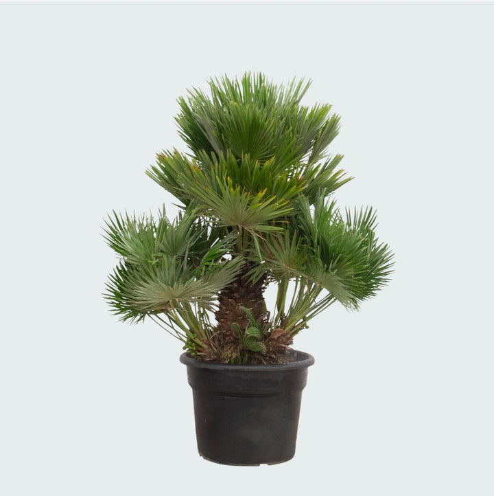 Chamaerops Humilis Vulcano - 180cm - Acheter une plante d'intérieur