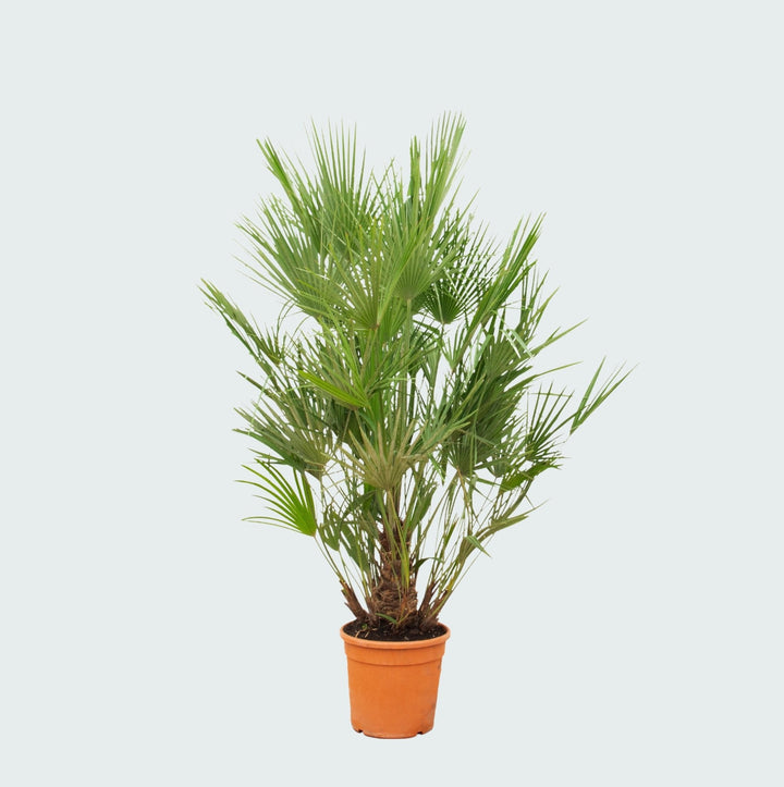 Chamaerops Humilis - 190 cm - Acheter une plante d'intérieur